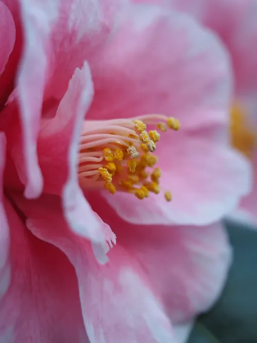 Camellia flower