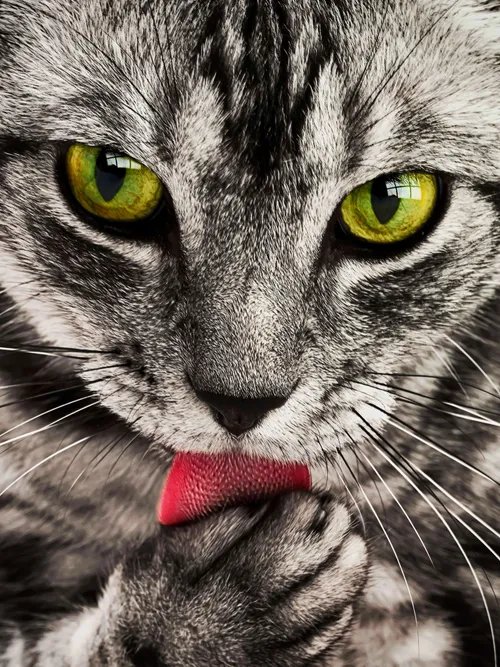 Tabby cat