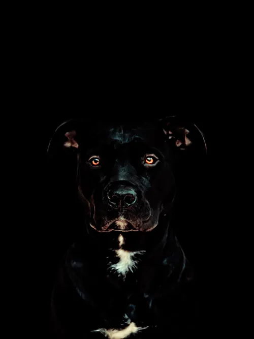 Black Pitbull
