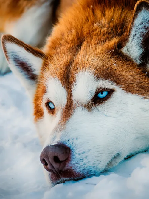 Siberian Husky