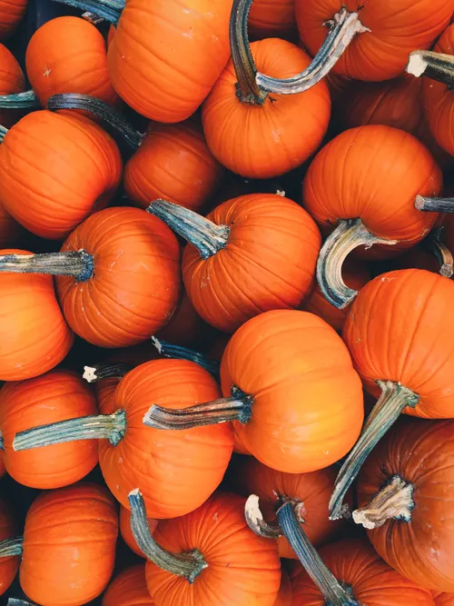 Lots of pumpkins