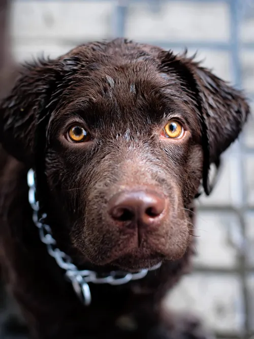 Dog looking tenderly