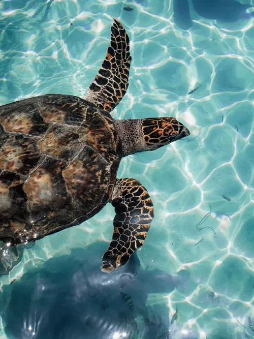 Sea turtle