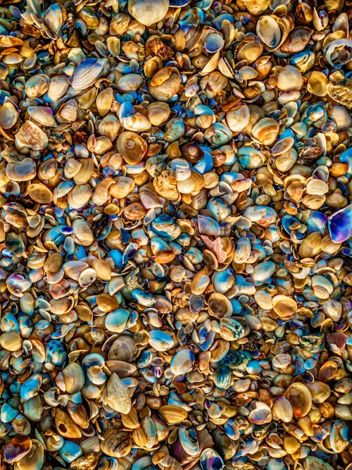 Shells on the beach