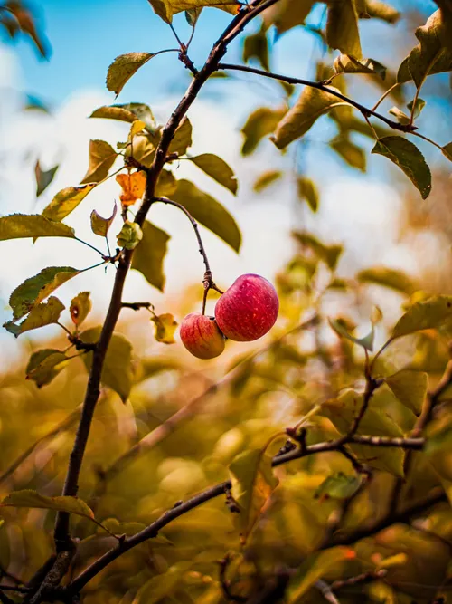 Small apples