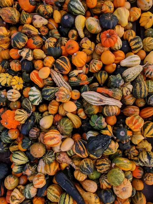 Pumpkins