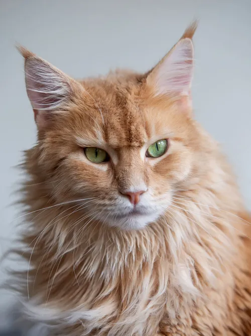Cat posing
