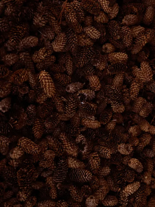 Pine cones