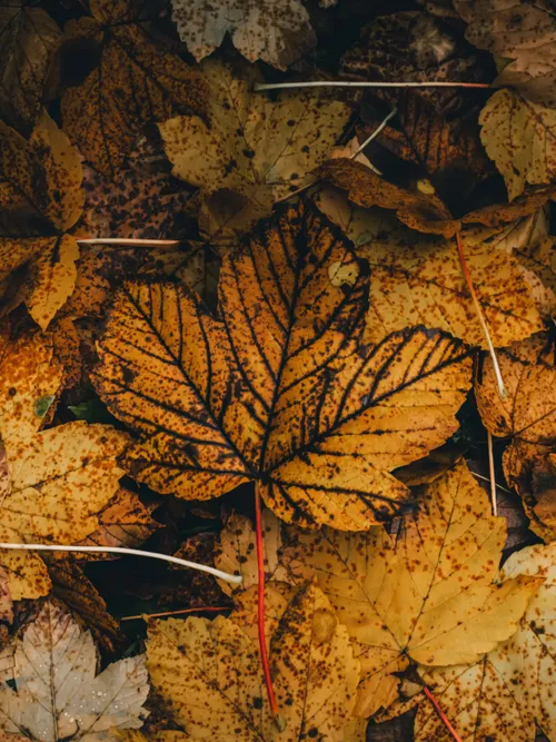 Maple leaf in autumn
