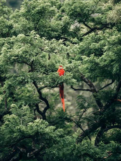 Parrot in the tree