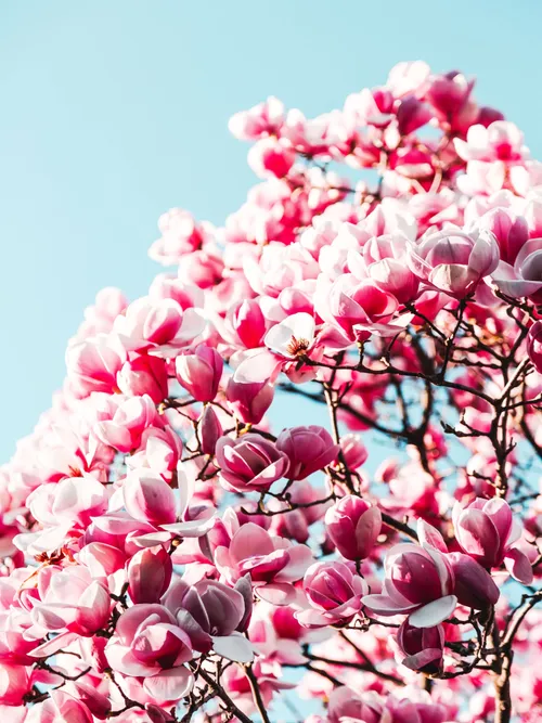 Cherry blossom