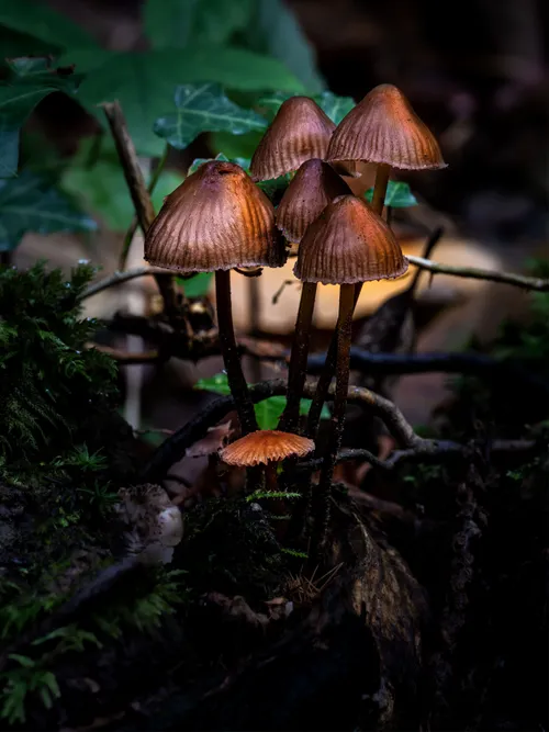 Wild mushrooms