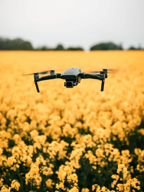 Drone over flower field