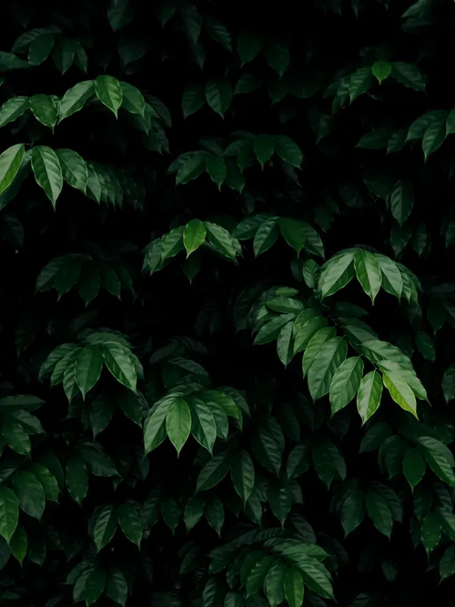 Green leaves bush