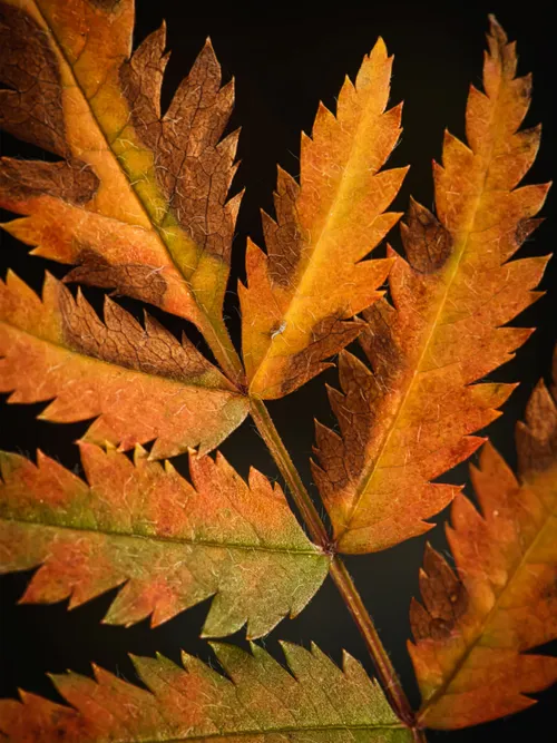 Autumn leaf