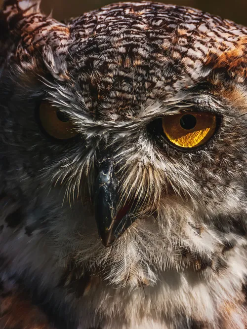 Owl close-up