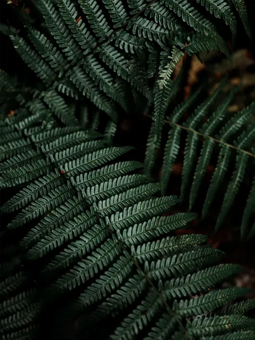Fern plant
