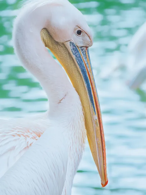 Great white pelican