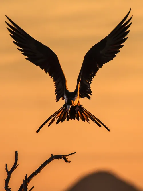Frigatebird