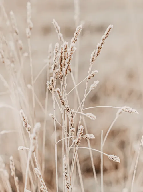 Wheat