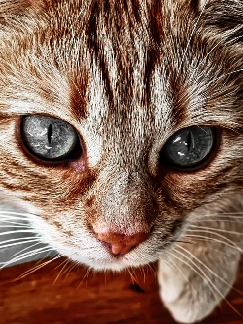 Cat close-up