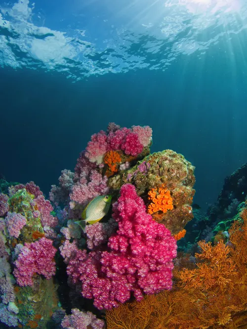 Fish on coral reef