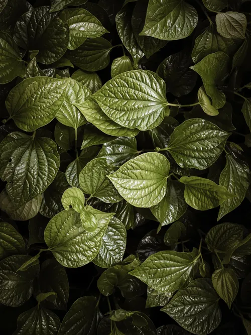 Light on the leaves
