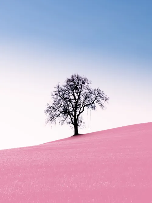 Tree in pink desert