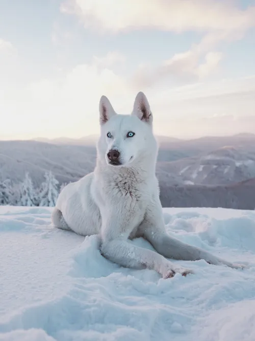 White Siberian Husky
