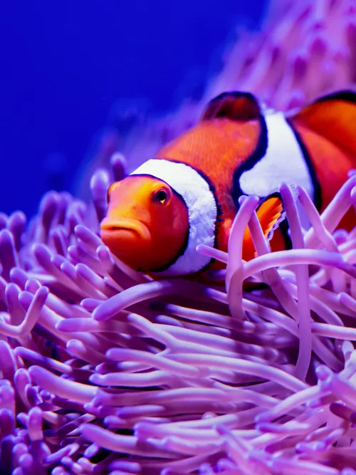Clownfish
