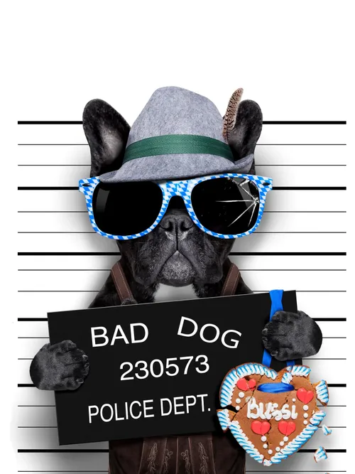 Funny bad dog