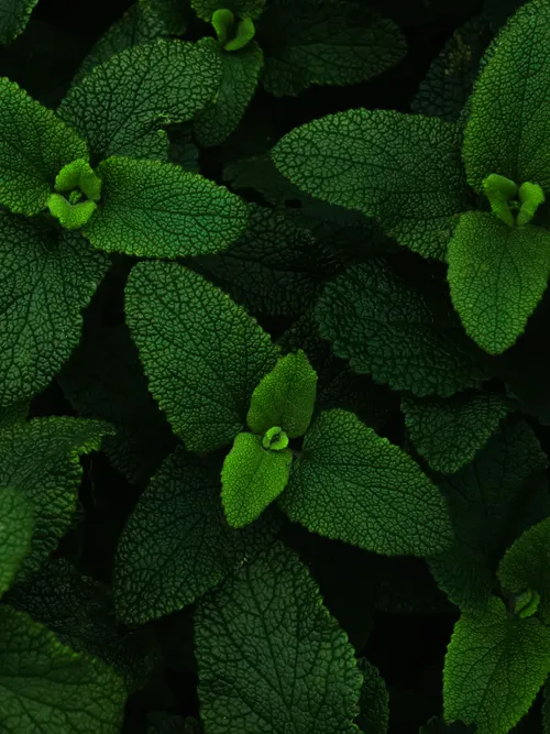 Peppermint