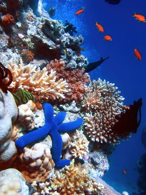 Blue starfish in coral reef