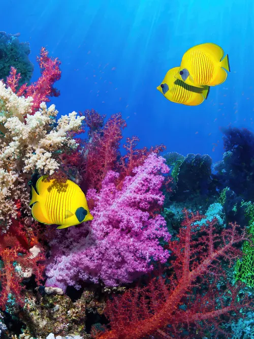 Yellow fish in coral reef