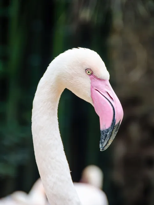 Pink Flamingo