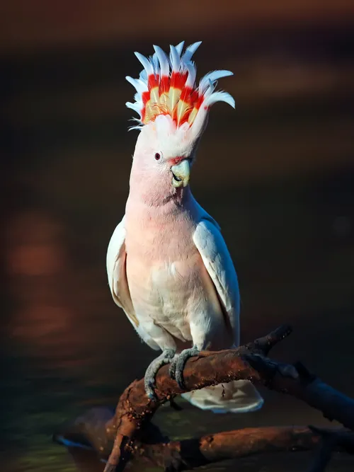 Major Mitchell cockatoo