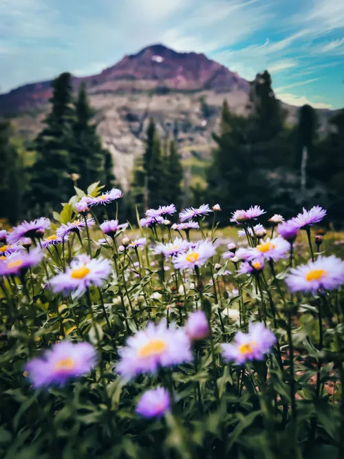 Wild flowers