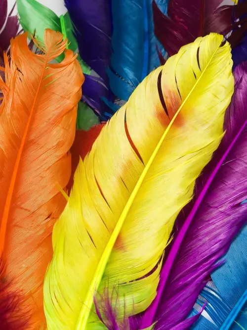 Colourful feathers