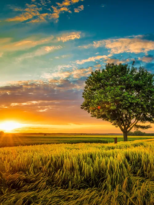 Landscape