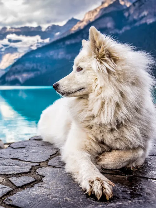White dog