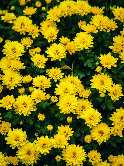 Yellow flowers
