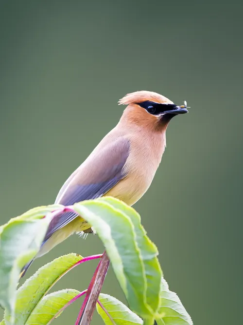 Cedar waxwing