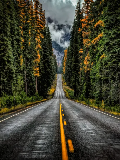 Road between trees
