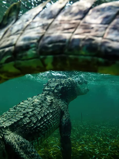 Crocodile