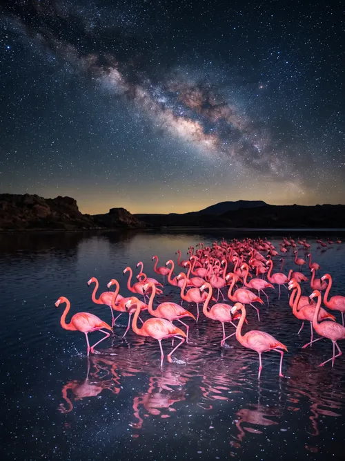 Flamingos under starry night sky